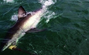 L’homme est-il responsable de la recrudescence d’attaques de requins en 2011?