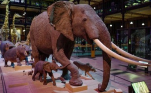 Les animaux mâles sur-représentés dans les musées d'histoire naturelle