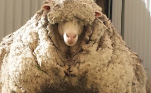 Insolite : Chris le mouton est mort