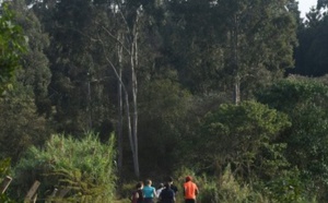 A Nairobi, la forêt de Karura renaît