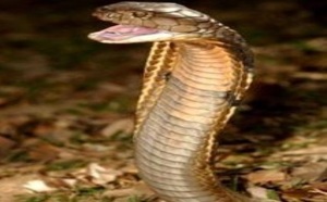 Des analyses ADN pour condamner les trafiquants de venin de serpent en Inde