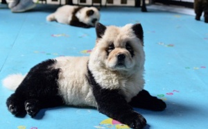 Insolite : Café à animaux