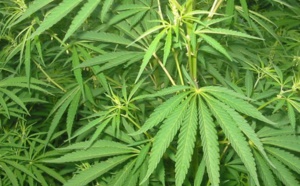 Pas de preuve d'efficacité du cannabis contre les troubles mentaux