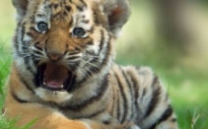 Les tigres n’ont pas de rayures par hasard