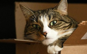 Insolite : Chatonne clandestine