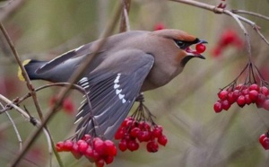 Insolite : Des oiseaux se saoulent de baies fermentées