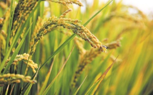 Révision à la baisse de la production mondiale de céréales en 2019