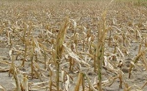 Le SIAM entame ses préparatifs dans un contexte morose :  La saison agricole joue son va-tout cette semaine