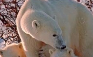 Les ours polaires souffrent d’un mystérieux mal en Alaska