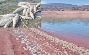 Scandale écologique au barrage Ahmed El-Hansali