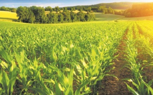 Spécial fin d'année : Le Plan Maroc Vert au chevet de l'agriculture