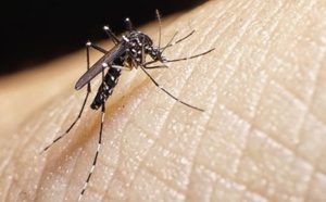 Les moustiques de plus en plus résistants aux insecticides