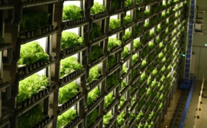 Les “usines à légumes” en ville pour remplacer la campagne au Japon
