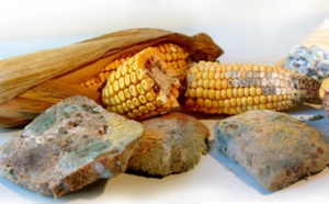 Séminaire national sur les mycotoxines dans les denrées alimentaires