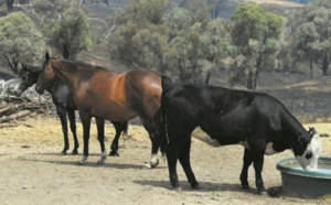Les fermiers australiens touchés par les feux jurent de renaître de leurs cendres