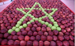 Valorisation des produits dérivés de la pomme dans la commune de Bouzmou