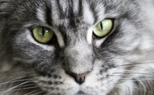 Insolite : Le chat fugueur