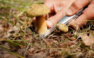 Insolite : Condamnés pour avoir cueilli trop de champignons
