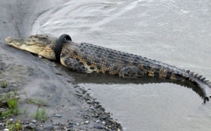 Insolite :  Venir en aide à un crocodile