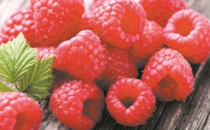 Ouverture du marché des Etats-Unis à la framboise marocaine