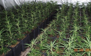 85.000 vieilles condamnations liées au cannabis vont être effacées en Californie