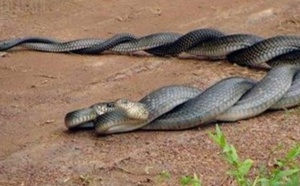 Insolite : Accouplement de serpents