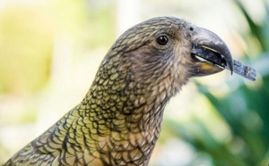Des perroquets de Nouvelle-Zélande ne prennent pas leurs décisions à la légère