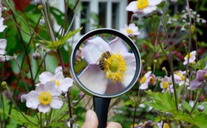 Biodiversité: Petit à petit, un plan se dessine pour 2050