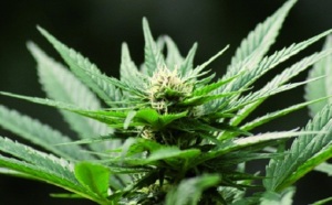 Dépénalisation du cannabis en France : L’herbe qui embarrasse le gouvernement