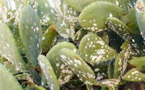 Traitement de plus de 650 hectares de cactus infestés par la cochenille