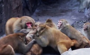 Insolite : Bagarre entre deux clans de macaques