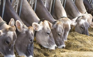 Le déploiement du programme spécifique de sauvegarde du cheptel démarre ce vendredi