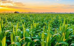 Les effets du COVID-19 sur l’alimentation et l’agriculture à l’échelle mondiale