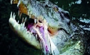 L'Australie envisage des safaris payants pour tuer des crocodiles