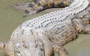 Australie : un permis de tuer pour les crocodiles ?