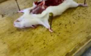 Pourquoi anesthésier un rat si on peut le "disséquer" à l'état de veille ?