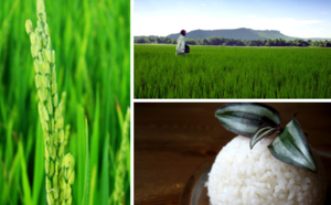 Un nouveau dispositif pour mesurer rapidement la radioactivité du riz