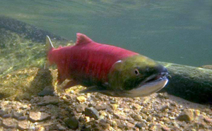 Le saumon rouge en déclin dans  le Pacifique nord-américain