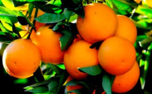 Les produits agricoles alimentaires et de la pêche maritime affichent de bonnes performances à l’export