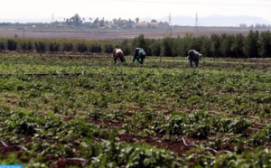 Le PIB agricole continuerait à montrer “une bonne résilience”