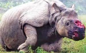Le massacre des rhinocéros se poursuit en Afrique du Sud