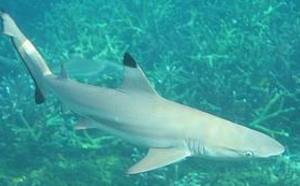 Faut-il continuer à protéger le requin en Australie ?