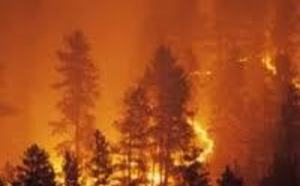 Forêt de Dar Chaoui : Arrestation de l'auteur présumé de l'incendie