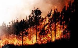 Feux de forêt : De la pyromanie dans l'air