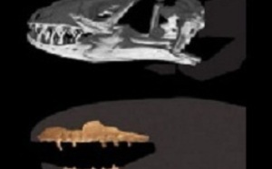 Un fossile qui éclaire l’évolution des serpents