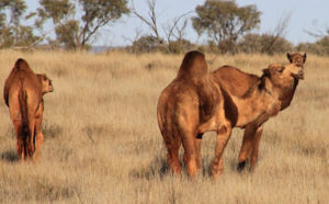 Assoiffés, les dromadaires sauvages assèchent les oasis australiennes