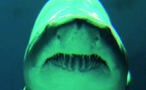 Les requins n’ont pas besoin de dentifrice