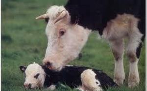 L'amitié entre vaches est essentielle pour leur santé