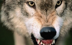 Insolite : Des loups pour surveiller des hommes