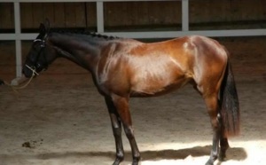 Dressage: une impression trompeuse de facilité